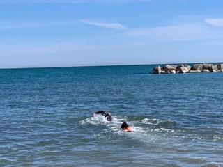 Nuotata con la cucciola AIKA,labrador di 5 mesi in addestramento per diventare unita’ cinofila da salvataggio